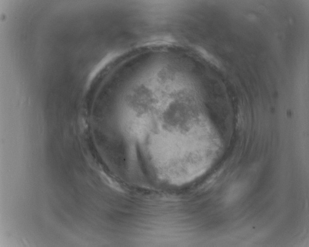 X0000075831400200610061810