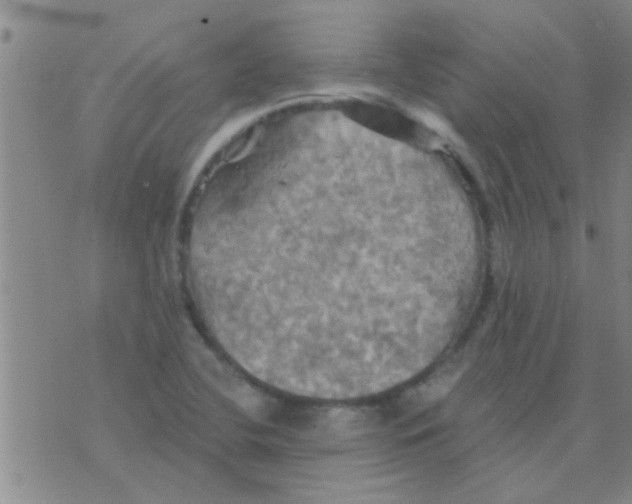 X0000075831412200610061810