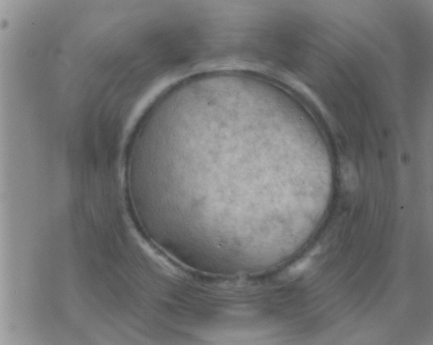 X0000075831416200610061810