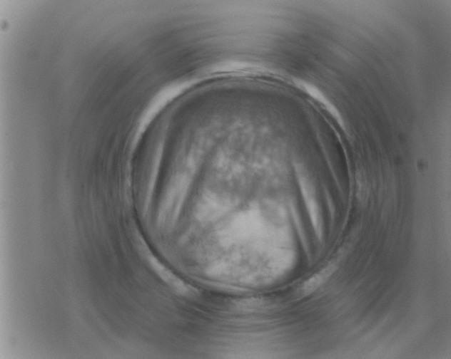 X0000075831421200610061810