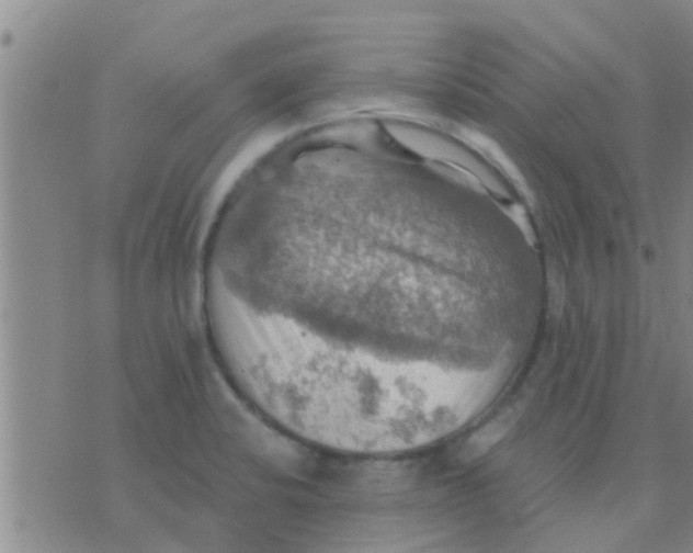 X0000075831424200610061810