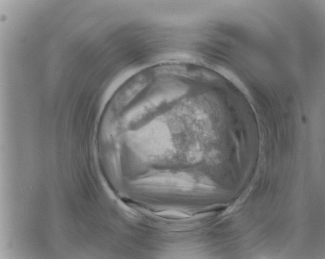 X0000075831440200610061811