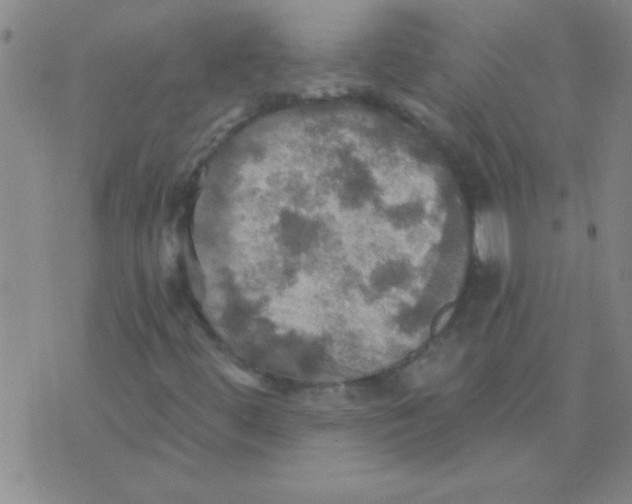 X0000075831444200610061810