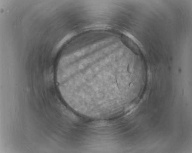 X0000075831450200610061810