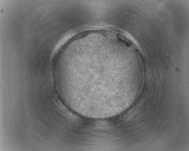 X0000075831456200610061810