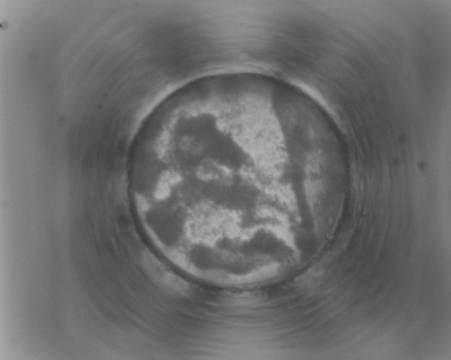 X0000075831460200610061810