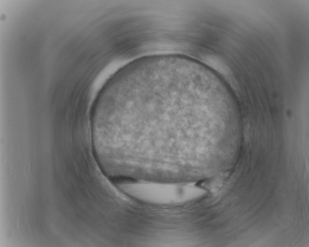 X0000075831472200610061809