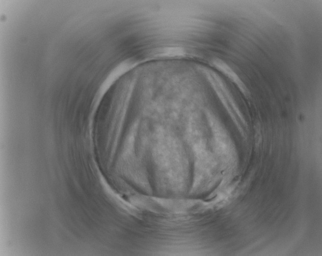 X0000075831475200610061809