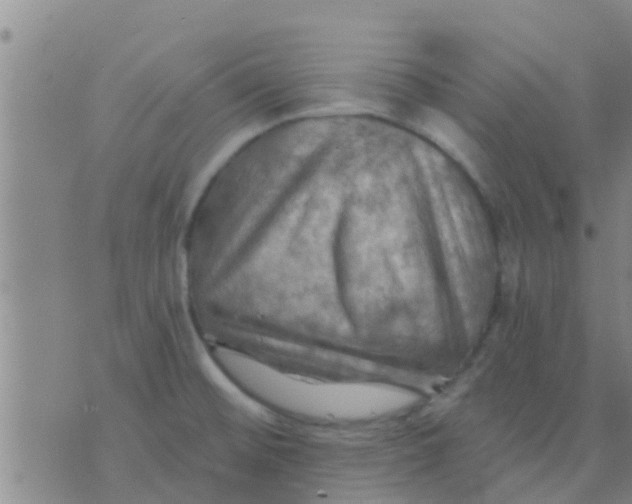 X0000075831476200610061809