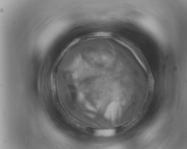 X0000075831487200610061809