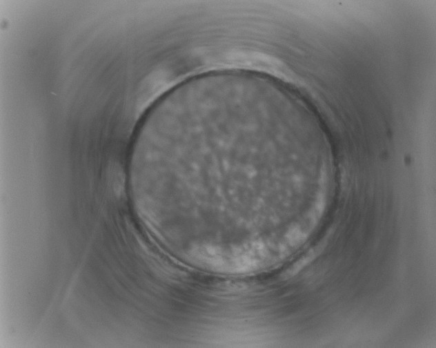 X0000075831505200610061809