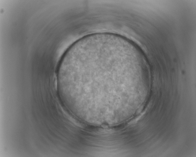 X0000075831509200610061809