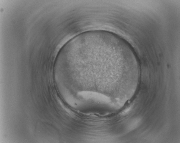 X0000075831513200610061809