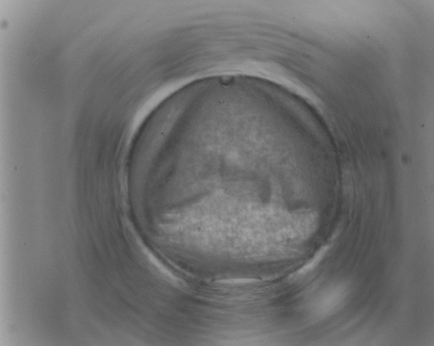 X0000075831517200610061809