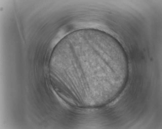 X0000075831521200610061809