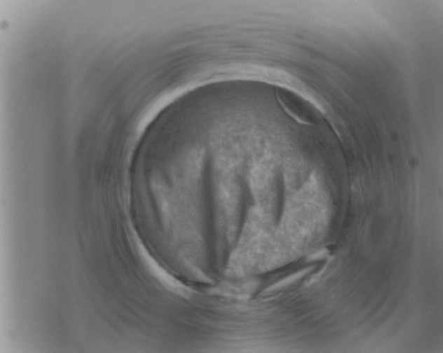 X0000075831523200610061809