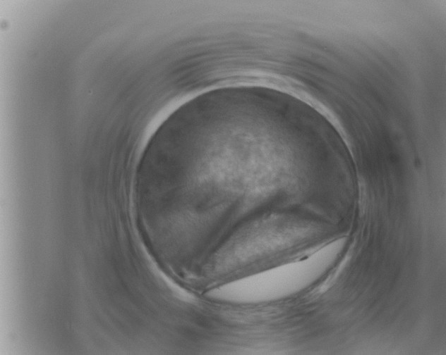 X0000075831533200610061809