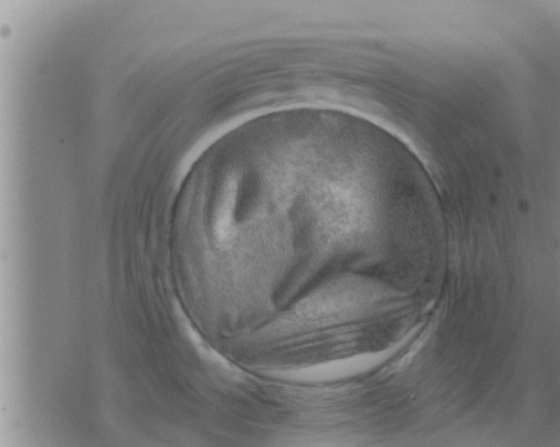 X0000075831534200610061809