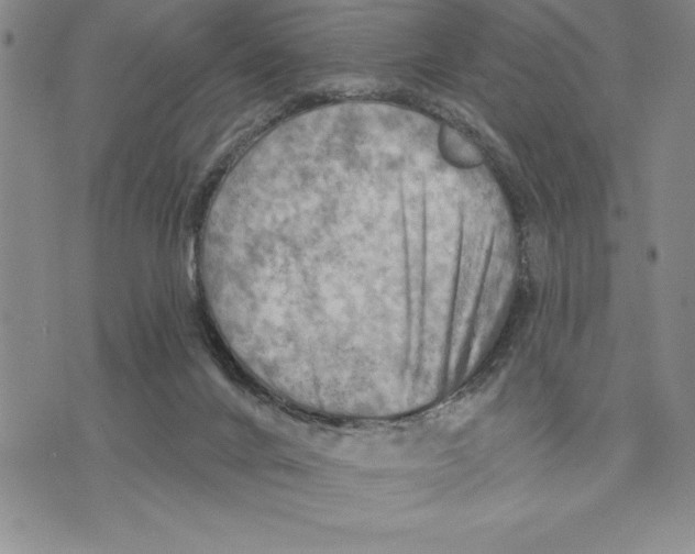 X0000075830024200610151531