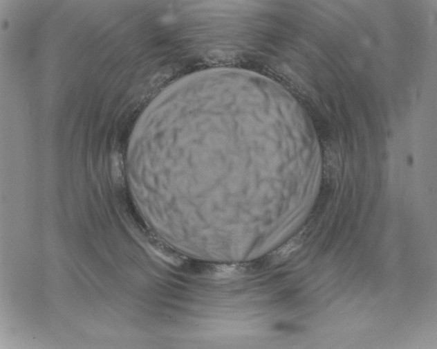 X0000075830130200610151529