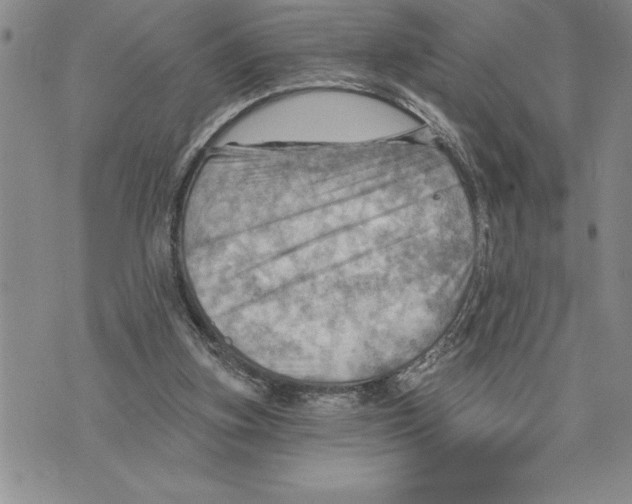 X0000075830155200610151529