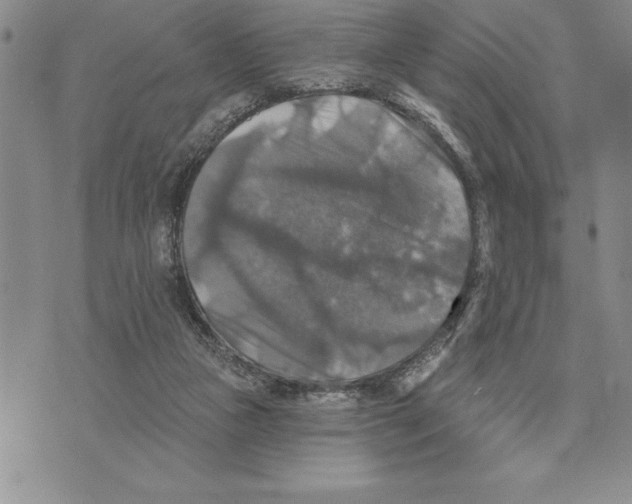 X0000075830161200610151529