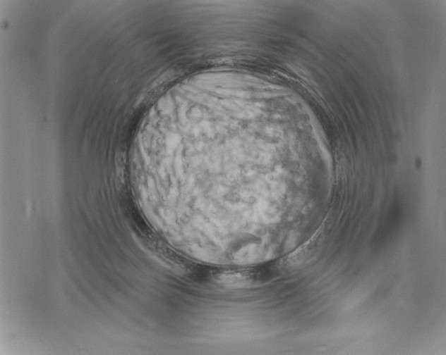 X0000075830171200610151529