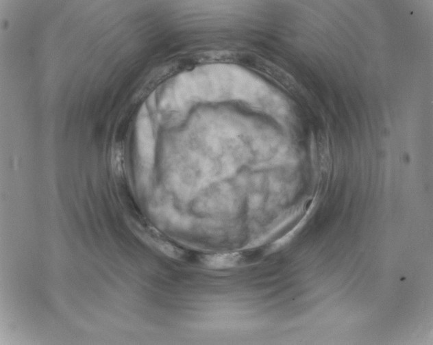 X0000075830191200610151529