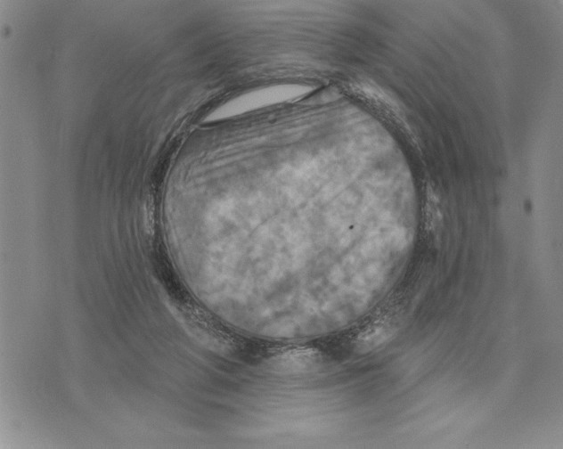 X0000075830210200610151528