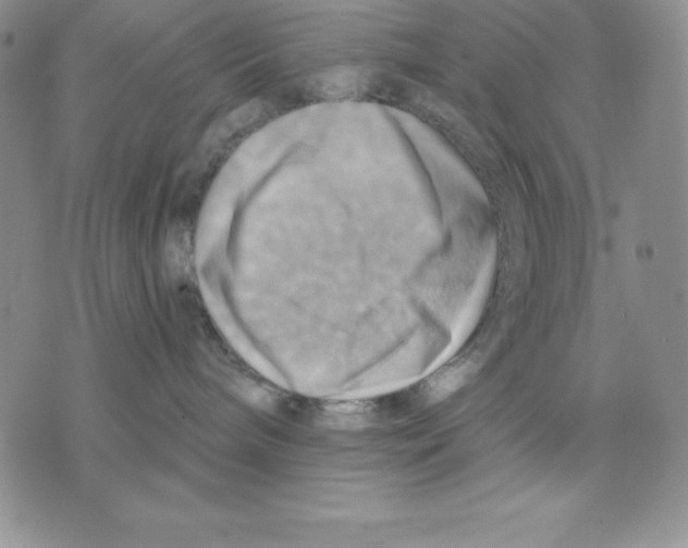 X0000075830240200610151528