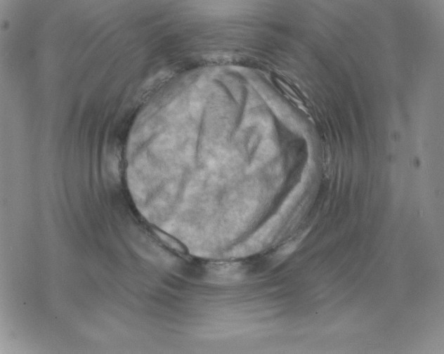 X0000075830334200610151526