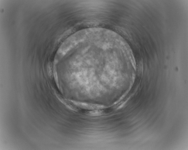 X0000075830335200610151526