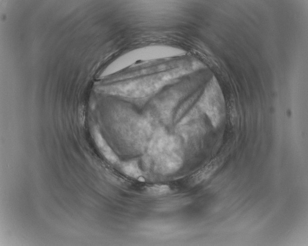 X0000075830374200610151526