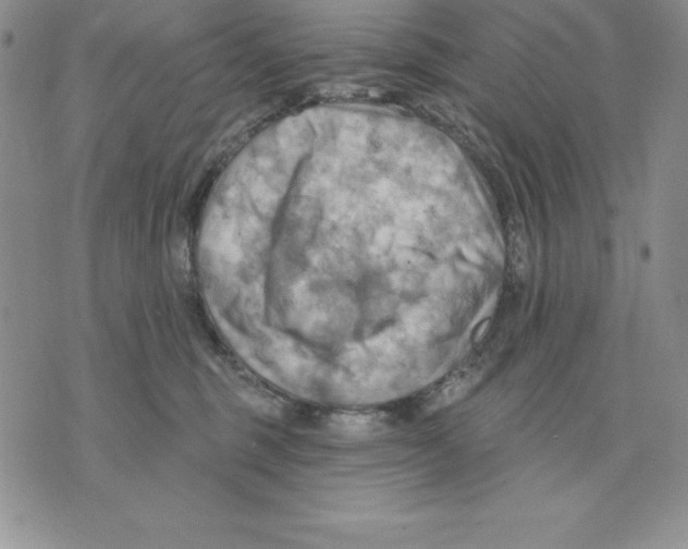 X0000075830375200610151526