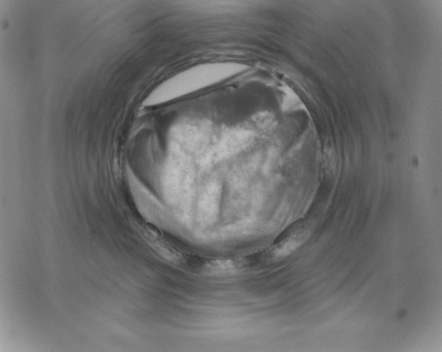 X0000075830381200610151526