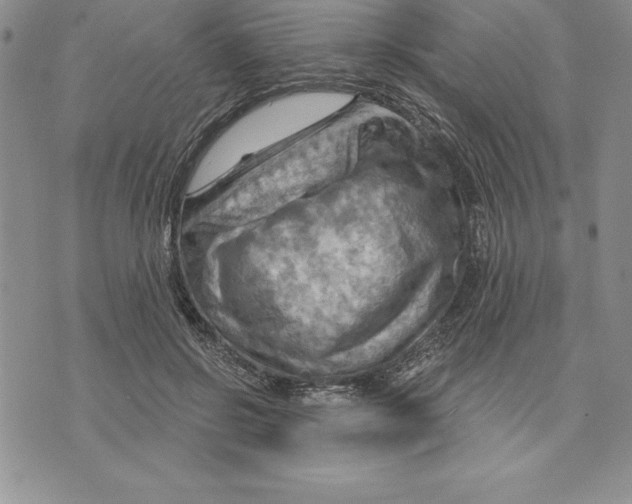 X0000075830550200610151522