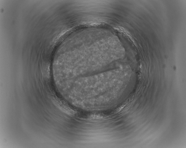 X0000075830596200610151522