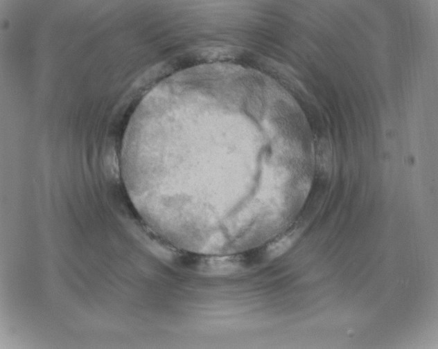 X0000075830622200610151521