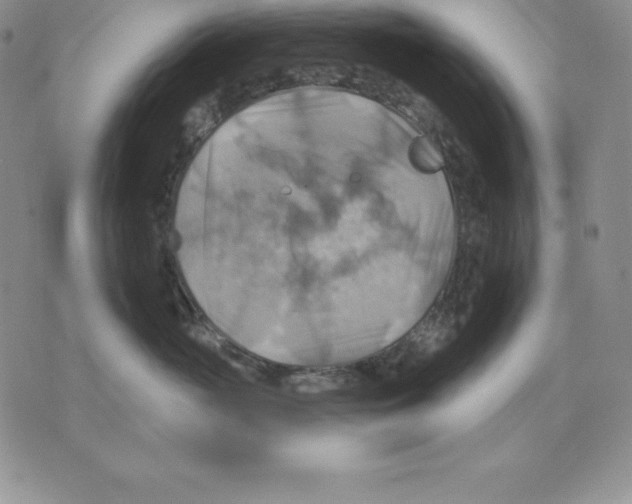 X0000075830765200610151520