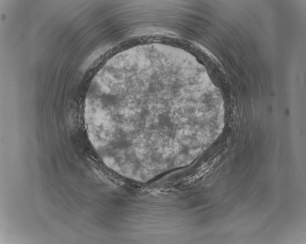 X0000075830775200610151519