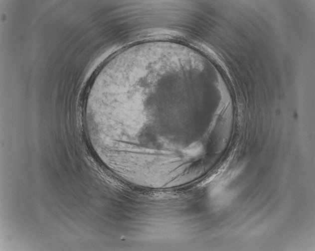 X0000075830835200610151518