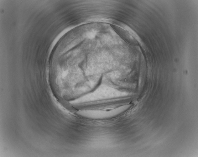 X0000075830955200610151516