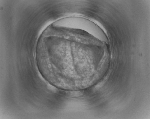 X0000075831007200610151515