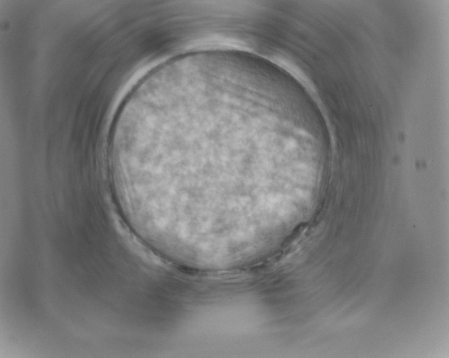 X0000075831008200610151515