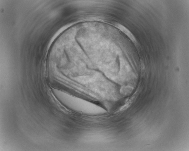 X0000075831052200610151515