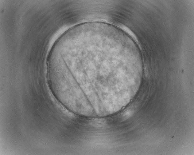 X0000075831096200610151514