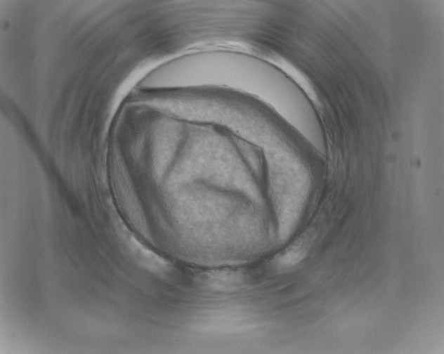 X0000075831102200610151514