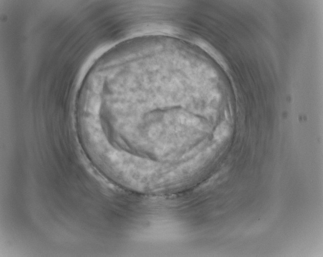 X0000075831104200610151513