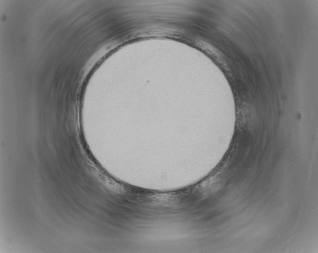 X0000075831130200610151513