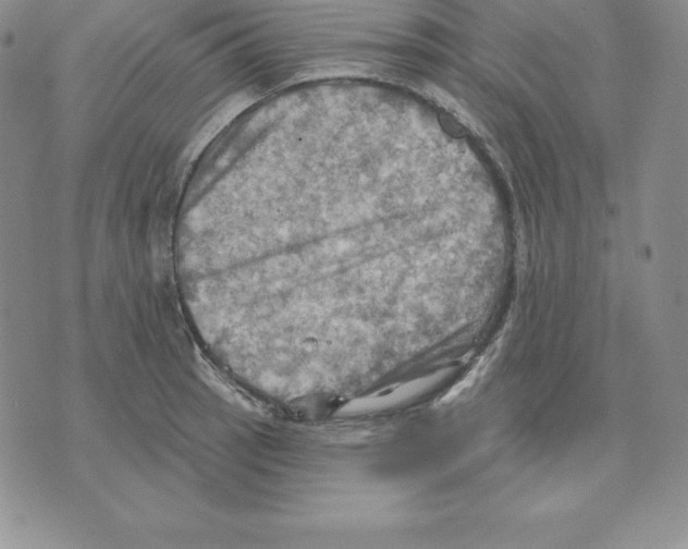 X0000075831137200610151513